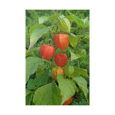 Image result for Lampionblume