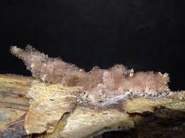 Attēlu rezultāti vaicājumam “Heterotrichia oerstedii (syn. Arcyria oerstedii) macro”