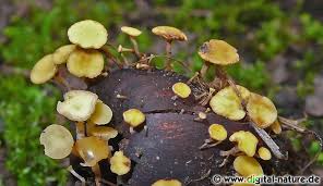 Attēlu rezultāti vaicājumam “Hymenoscyphus fructigenus”