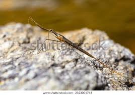 Attēlu rezultāti vaicājumam “Ranatra linearis”