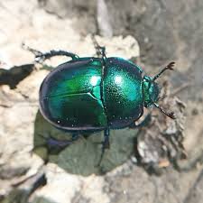 Attēlu rezultāti vaicājumam “Trypocopris vernalis”