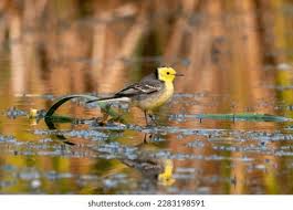 Attēlu rezultāti vaicājumam “Motacilla citreola male”