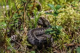 Attēlu rezultāti vaicājumam “Vipera berus adult”