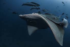 Image result for Megatrygon microps