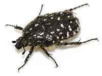 Attēlu rezultāti vaicājumam “Oxythyrea funesta”