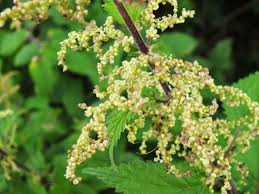 Attēlu rezultāti vaicājumam “Urtica dioica”