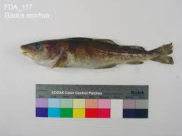 Image result for Gadus morhua