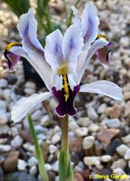 Attēlu rezultāti vaicājumam “Iris rosenbachiana flower”