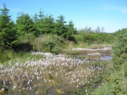 Attēlu rezultāti vaicājumam “Eriophorum angustifolium”