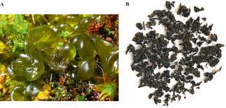 Attēlu rezultāti vaicājumam “Nostoc commune cells”