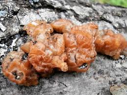 Attēlu rezultāti vaicājumam “Exidia cartilaginea”