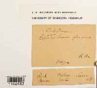 Attēlu rezultāti vaicājumam “Saelania glaucescens”