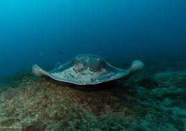 Image result for Megatrygon microps