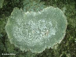 Attēlu rezultāti vaicājumam “Pertusaria amara”