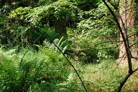 Attēlu rezultāti vaicājumam “Carterocephalus silvicolus underside”