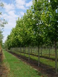 Attēlu rezultāti vaicājumam “Platanus x hispanica (syn. Platanus x acerifolia) leaf”