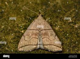 Attēlu rezultāti vaicājumam “Herminia tarsicrinalis”