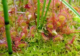 Attēlu rezultāti vaicājumam “Drosera rotundifolia flower”