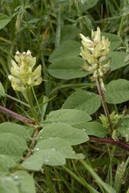 Image result for Angelica silvestris