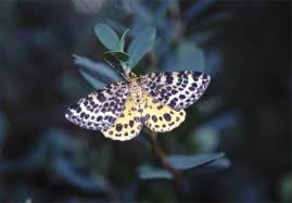 Attēlu rezultāti vaicājumam “Arichanna melanaria”