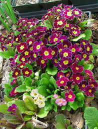 Attēlu rezultāti vaicājumam “Primula veris var. rubra flower”
