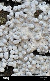 Attēlu rezultāti vaicājumam “Physarum diderma”