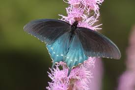 Attēlu rezultāti vaicājumam “Papilionidae”