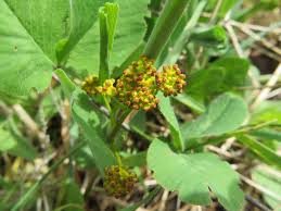 Attēlu rezultāti vaicājumam “Erysimum cheiranthoides leaf”