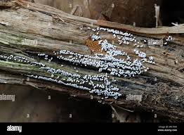 Attēlu rezultāti vaicājumam “Trichia varia spores”