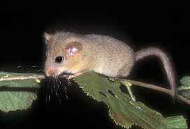 Attēlu rezultāti vaicājumam “Muscardinus avellanarius”