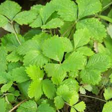 Attēlu rezultāti vaicājumam “Fragaria vesca leaf”
