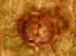 Attēlu rezultāti vaicājumam “Acaulon muticum sporophyte”