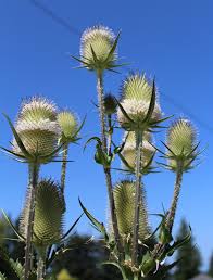 Image result for Dipsacus laciniatus