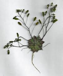 Attēlu rezultāti vaicājumam “Erophila verna fruit”