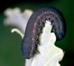 Attēlu rezultāti vaicājumam “Mellicta athalia larva”