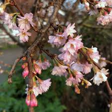 Attēlu rezultāti vaicājumam “Prunus padus var. roseiflora flower”