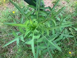 Attēlu rezultāti vaicājumam “Saelania glaucescens sporophyte”