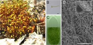 Attēlu rezultāti vaicājumam “Funaria hygrometrica”