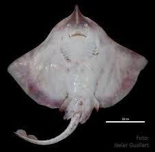 Image result for Rostroraja alba