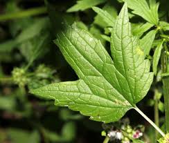 Image result for Leonurus cardiaca