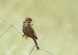Image result for Emberiza calandra