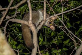 Attēlu rezultāti vaicājumam “Lycogala maculatum sessile”
