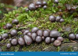 Attēlu rezultāti vaicājumam “Lycogala epidendrum aggr. macro”