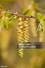 Attēlu rezultāti vaicājumam “Carpinus betulus male flower”