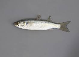 Image result for Mugil curema