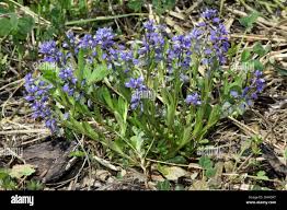 Attēlu rezultāti vaicājumam “Polygala amarella”