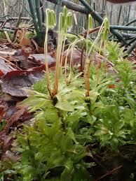 Attēlu rezultāti vaicājumam “Plagiomnium elatum”