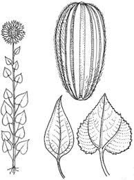 Attēlu rezultāti vaicājumam “Helianthus annuus fruit”