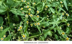 Attēlu rezultāti vaicājumam “Galinsoga quadriradiata flower”