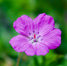 Attēlu rezultāti vaicājumam “Geranium sanguineum”